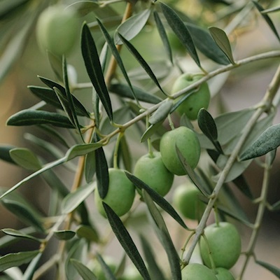 Kurmalık Yeşil Zeytin